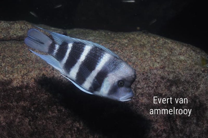Cyphotilapia gibberosa 'Sumbu NP'